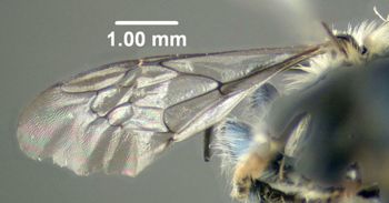 Media type: image;   Entomology 610958 Aspect: front wing